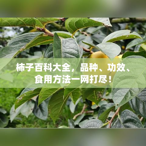 柿子百科大全,品种、功效、食用方法一网打尽!